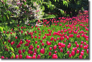 花卉雜片植物園與網(wǎng)絡(luò)技術(shù)開發(fā)的融合創(chuàng)新